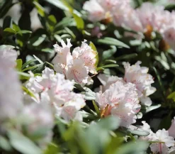 Rhododendron