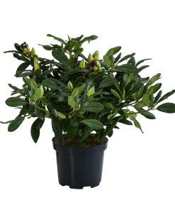 Rhododendron