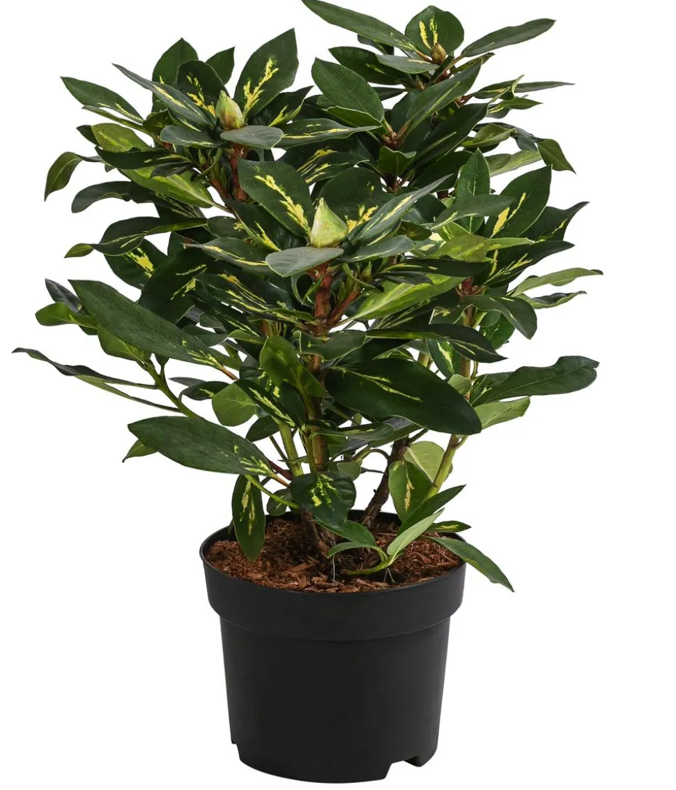 Rhododendron 'Goldflimmer'