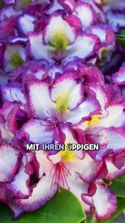 Rhododendron HAPPYdendron® Pushy Purple