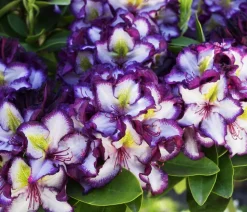 Rhododendron HAPPYdendron® Pushy Purple