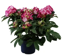 Rhododendron 'Mega'
