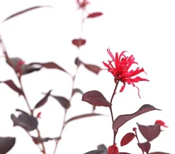 Riemenblüte 'Ever Red'