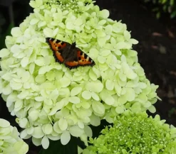 Rispen-Hortensie 'Limelight®'