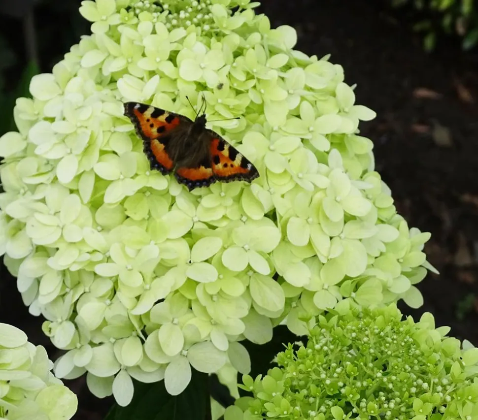 Rispen-Hortensie 'Limelight®'