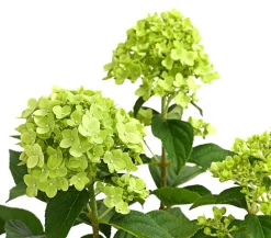 Rispen-Hortensie 'Limelight®'