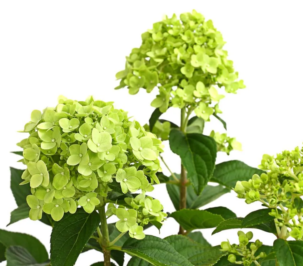 Rispen-Hortensie 'Limelight®'
