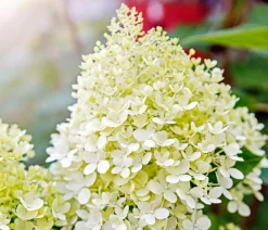 Rispen-Hortensie 'Limelight®'