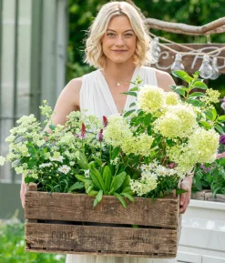 Rispen-Hortensie 'Magical Candle'