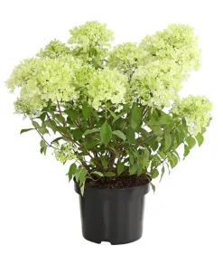 Rispen-Hortensie 'Magical Candle'