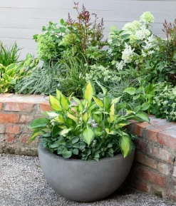 Rispen-Hortensie 'Magical Candle'