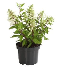 Rispen-Hortensie 'Pinky Winky'