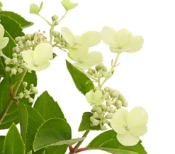 Rispen-Hortensie 'Prim White'