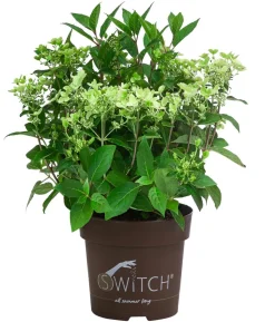 Rispen-Hortensie 'Switch® Ophelia'
