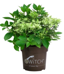 Rispen-Hortensie 'Switch® Ophelia'