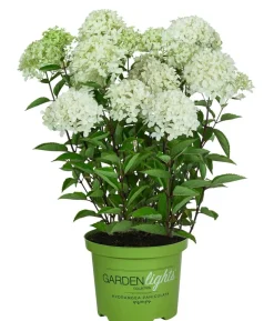 Rispen-Hortensie 'Whitelight'®
