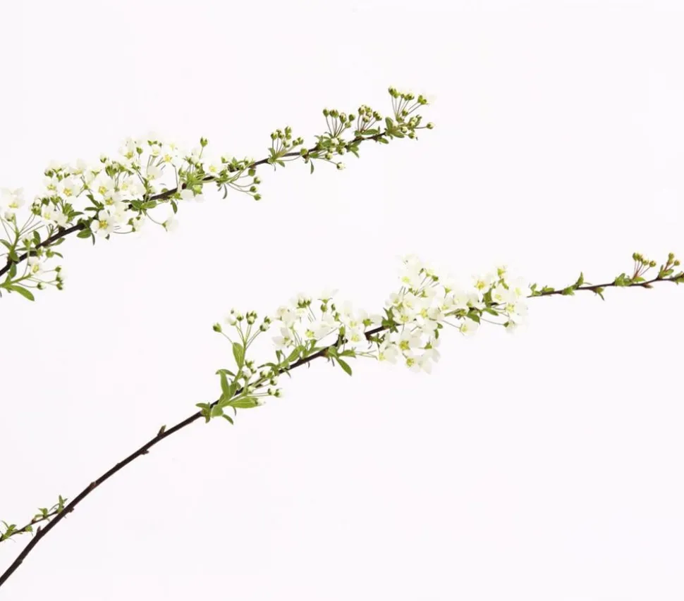 Rispenspiere 'Grefsheim'