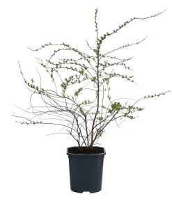 Rispenspiere 'Grefsheim'