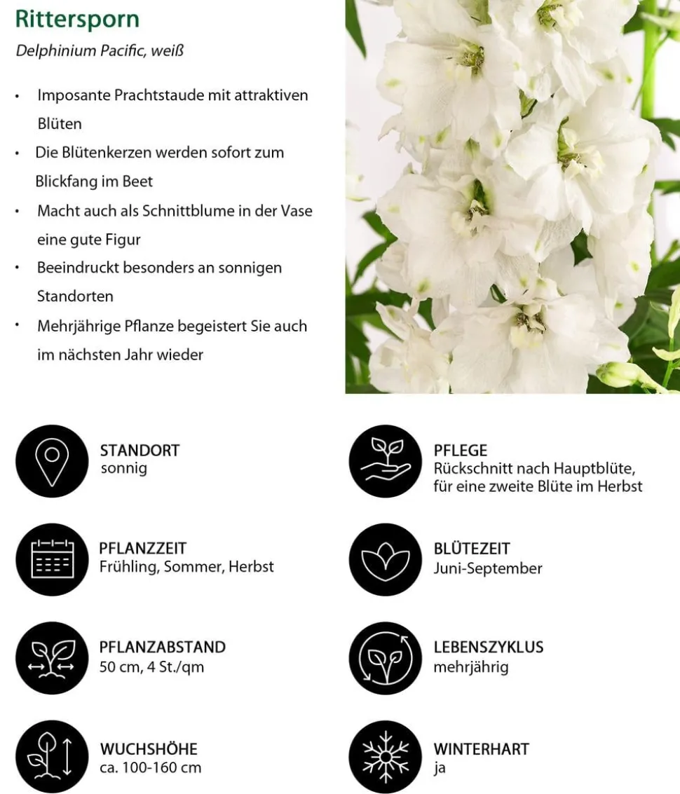 Rittersporn, verschiedene Sorten