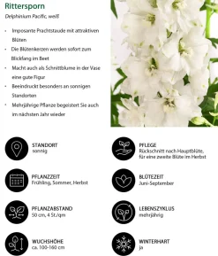 Rittersporn, verschiedene Sorten