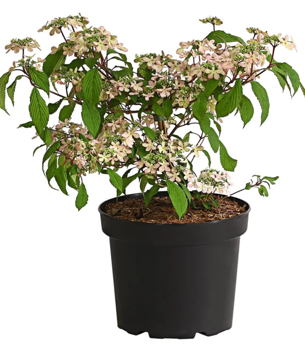 Rosa Etagen-Schneeball 'Molly Schroeder'