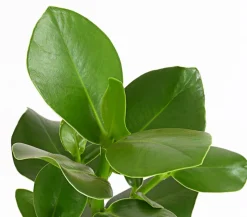 Rosafarbener Balsamapfel - Clusia major