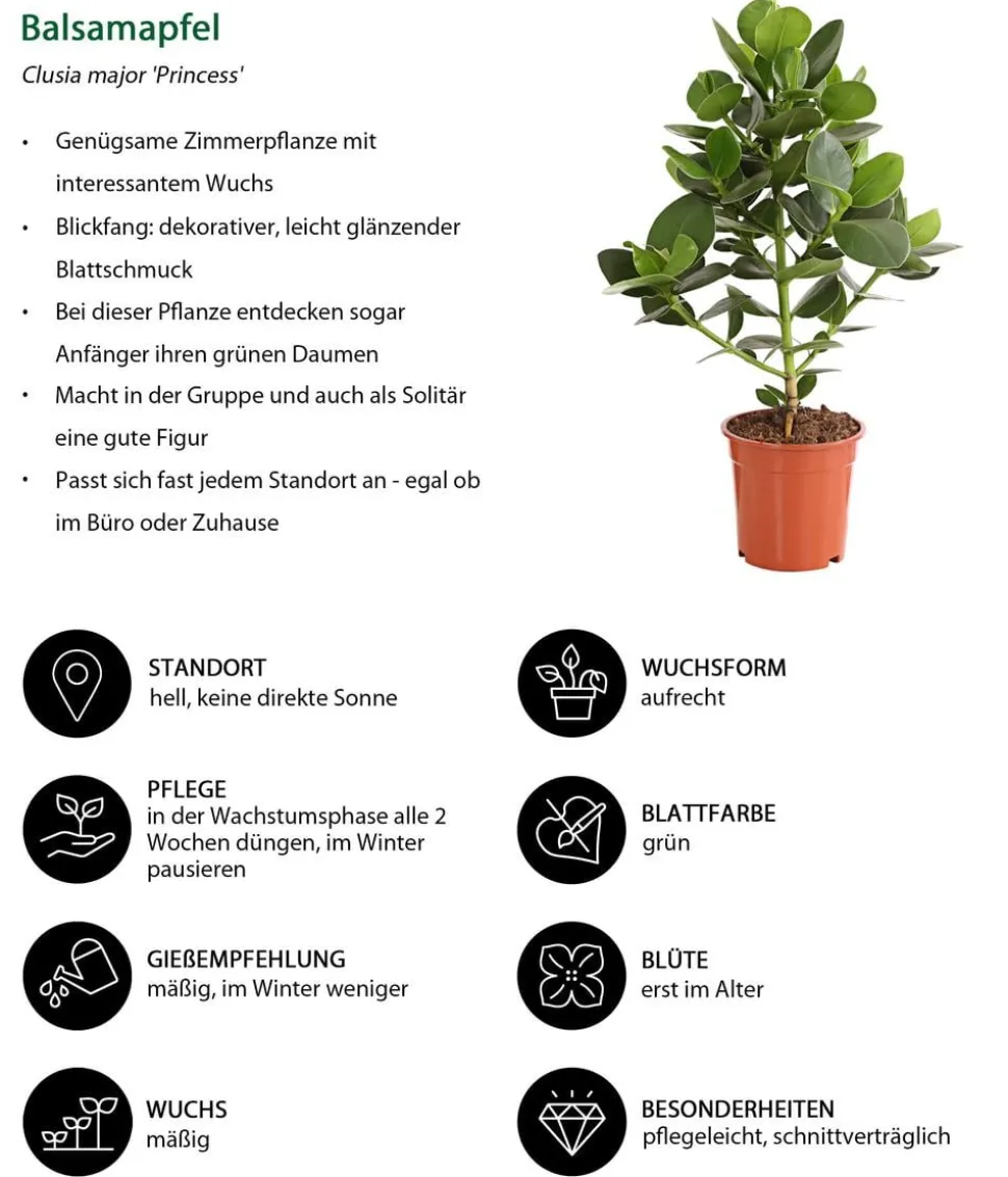 Rosafarbener Balsamapfel - Clusia major