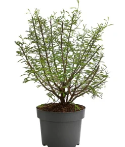 Rosa Puderquastenstrauch