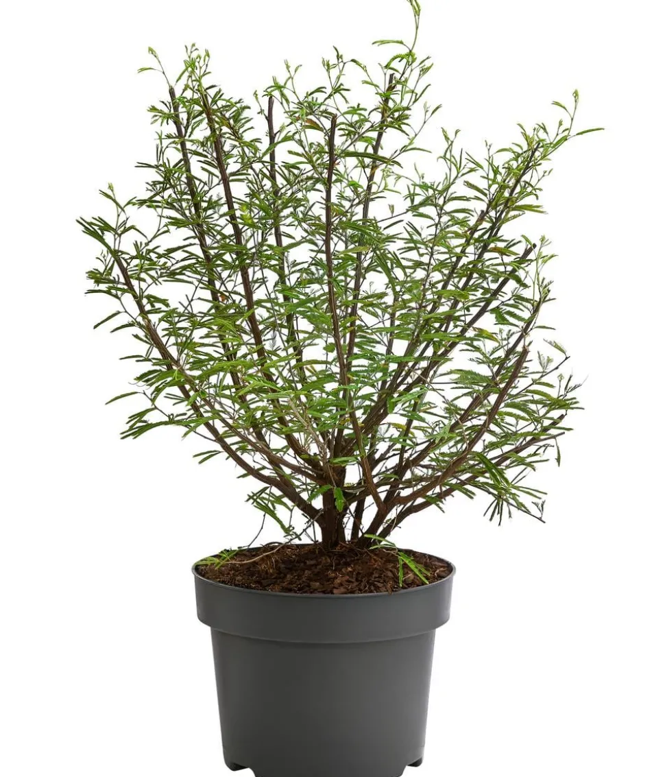 Rosa Puderquastenstrauch