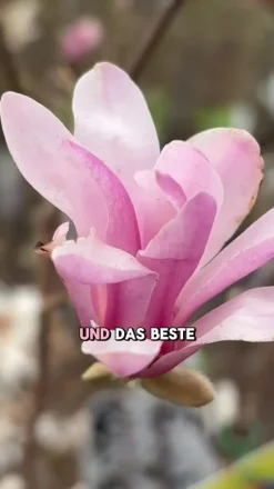 Rosa Stern-Magnolie 'George Henry Kern'