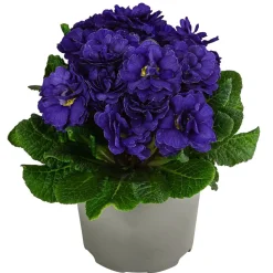 Rosenprimel 'Belarina', verschiedene Farben