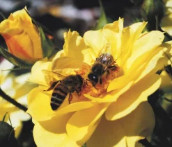 Rosen-Set Insektenfreundlich, 3-teilig