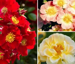 Rosen-Set Insektenfreundlich, 3-teilig