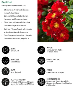 Rosen-Set Insektenfreundlich, 3-teilig