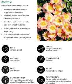 Rosen-Set Insektenfreundlich, 3-teilig