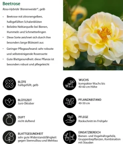 Rosen-Set Insektenfreundlich, 3-teilig