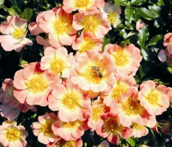 Rosen-Set Insektenfreundlich, 3-teilig