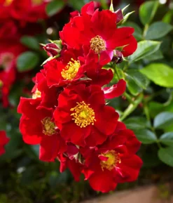 Rosen-Set Insektenfreundlich, 3-teilig