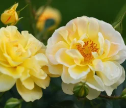 Rosen-Set Insektenfreundlich, 3-teilig