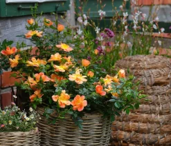 Rosen-Set Insektenfreundlich, 3-teilig