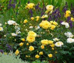 Rosen-Set Insektenfreundlich, 3-teilig