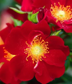 Rosen-Set Insektenfreundlich, 3-teilig