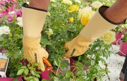 Rostaing Lederhandschuh Roseraie