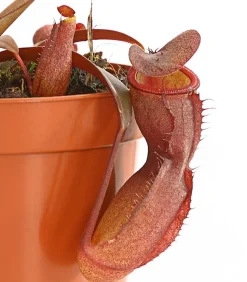 Rotblättrige Kannenpflanze - Nepenthes