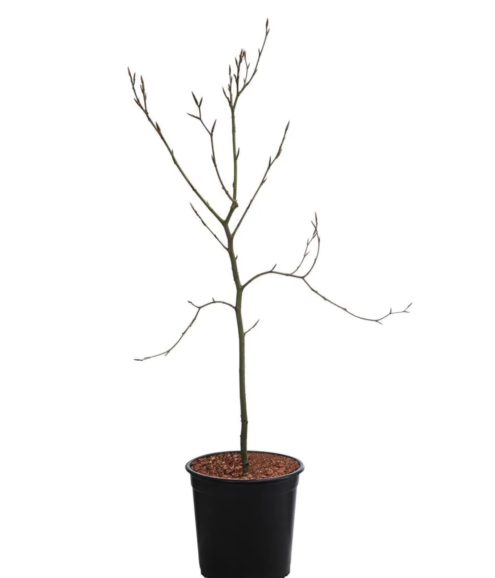 Rotbuche