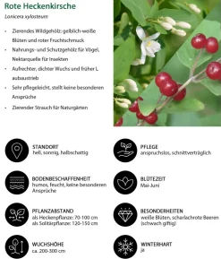 Rote Heckenkirsche