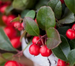 Rote Teppichbeere