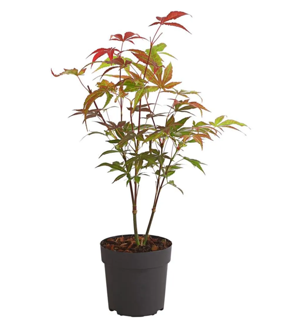 Roter Fächerahorn 'Atropurpureum'