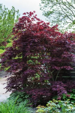Roter Fächerahorn 'Atropurpureum'