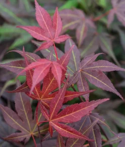 Roter Fächerahorn 'Atropurpureum'